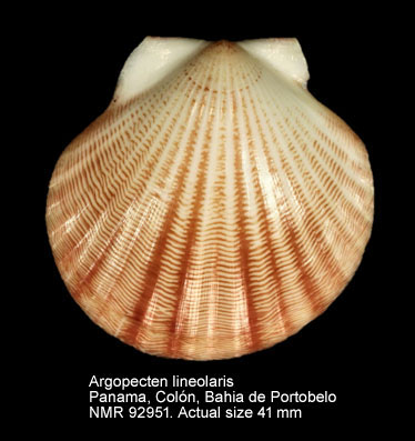 Argopecten lineolaris (5).jpg - Argopecten lineolaris (Lamarck,1819)